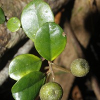 Ficus diversiformis Miq.